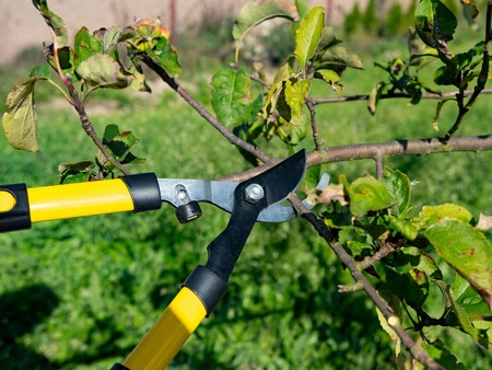 Sekator teleskopowy do gałęzi 650-900mm